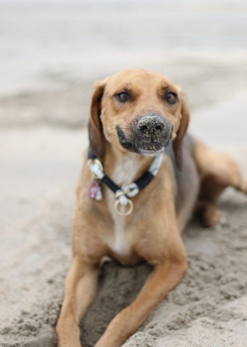 Hundetraining im Alltag Hundetraining im Alltag